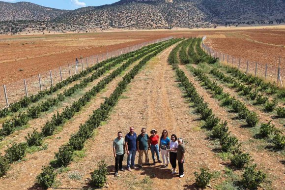ANTALYA’DA ARONYA VE BÖĞÜRTLEN HASADI BEREKETİ