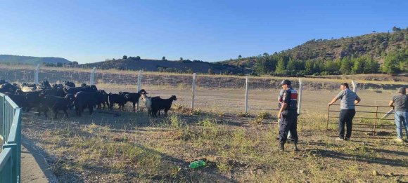 BURDUR’DA KAYBOLAN KEÇİLERİ JANDARMA BULDU
