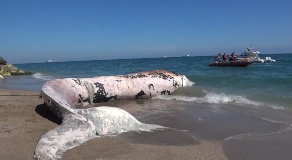 YAKLAŞIK 16 METRE: 4 YIL ÖNCE GÖMÜLEN ’BALİNA’NIN İSKELETİ BİLİMSEL KAZIYLA ÇIKARILACAK