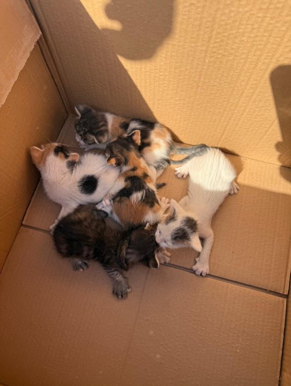 KONTEYNERİN ALTINDA MAHSUR KALAN KEDİLERİ İTFAİYE KURTARDI