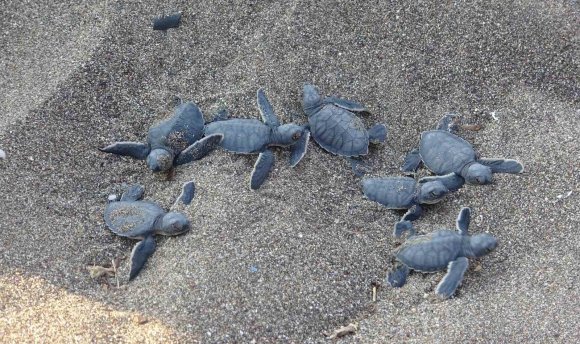 YAVRU CARETTA CARETTLARIN ÇIKIŞLARI TAMAMLANDI: 210 BİN YAVRU DENİZLE BULUŞTU