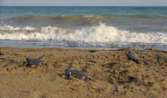 YAVRU CARETTA CARETTLARIN ÇIKIŞLARI TAMAMLANDI: 210 BİN YAVRU DENİZLE BULUŞTU