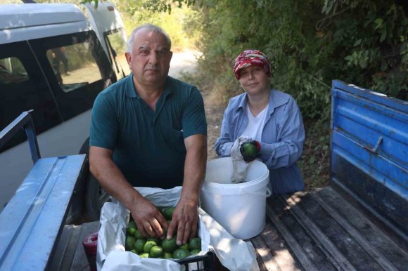 KURAKLIĞIN REKOLTEYİ ETKİLEDİĞİ ERKENCİ MANDALİNA, TARLADAN 30 TL İLE 40 TL ARASINDAN ALICI BULUYOR