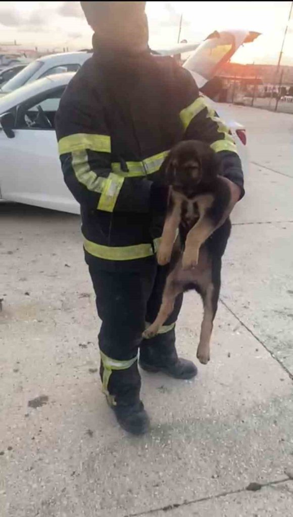 KONTEYNER ALTINDA SIKIŞIP MAHSUR KALAN YAVRU KÖPEĞİ İTFAİYE EKİPLERİ KURTARDI