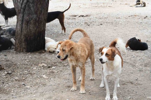 KEMER’DE 27 KÖPEK VE 122 KEDİ KISIRLAŞTIRILDI