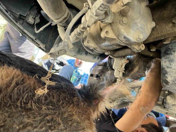 MİNİBÜSÜN ALTINDA SIKIŞIP MAHSUR KALAN KÖPEĞİ İTFAİYE KURTARDI