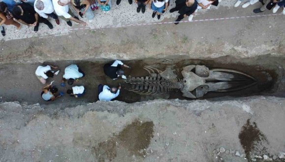HEYECANLANDIRAN KEŞİF: ’16 METRELİK ’BALİNA’NIN KAFATASI VE GÖVDESİ TAMAMEN ORTAYA ÇIKTI