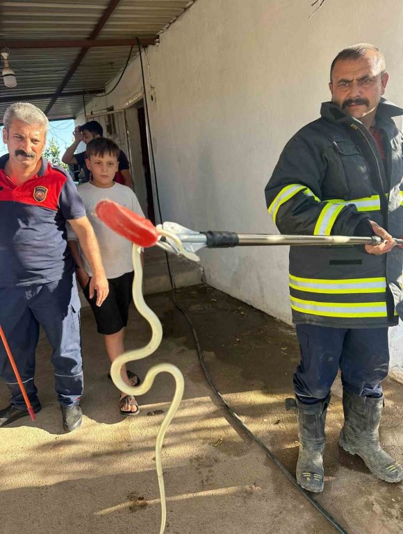 HATAY’DA EVLERE GİREN 2 YILAN YAKALANDI