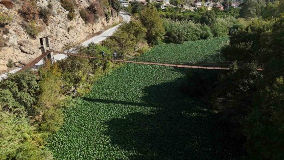 İSTİLACI SU SÜMBÜLLERİ, ASİ NEHRİNİ YEŞİLE BÜRÜYEREK SUYU GÖRÜNMEZ HALE GETİRDİ