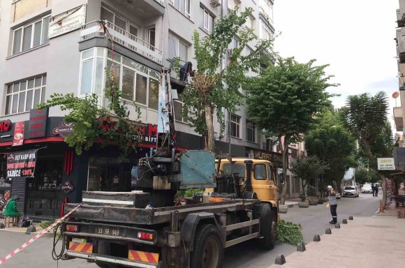 AKDENİZ’DE AĞAÇLARA SONBAHAR BAKIMI