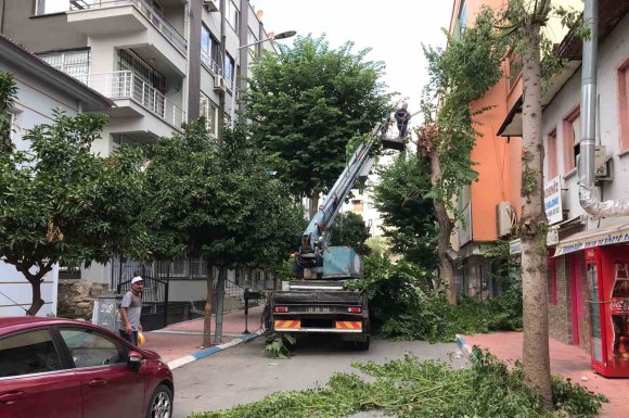 AKDENİZ’DE AĞAÇLARA SONBAHAR BAKIMI
