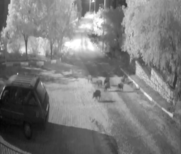 ANTALYA’DA DOMUZ SÜRÜSÜ GECE YARISI KÖYE İNDİ: O ANLAR KAMERAYA YANSIDI