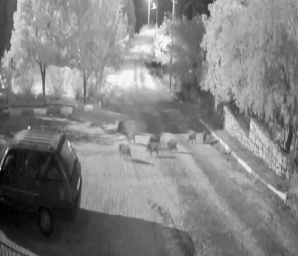 ANTALYA’DA DOMUZ SÜRÜSÜ GECE YARISI KÖYE İNDİ: O ANLAR KAMERAYA YANSIDI