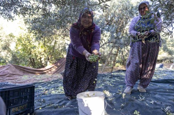 MERSİN’DEKİ FİDAN DESTEKLERİ MEYVESİNİ VERİYOR