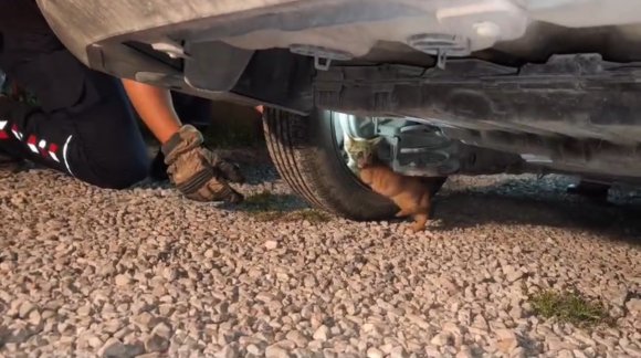 ÜŞÜYEREK ARACIN MOTORUNA GİREN YAVRU KEDİ, İTFAİYE EKİPLERİNİN ÇALIŞMASIYLA KENDİLİĞİNDEN ÇIKTI