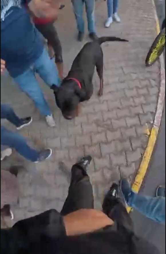 SOKAKTA AĞIZLIKSIZ GEZDİRİLEN ’ROTTWEİLER’ CİNSİ KÖPEK DEHŞET SAÇTI... O ANLAR KAMERADA
