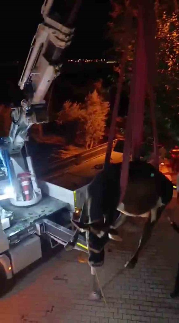 EVİN DAMINDA MAHSUR KALAN İNEK VİNÇLE KURTARILDI