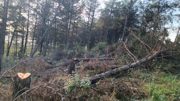 PAYAS KIRSALI ORMANLIK ALANDA 20 ADET KIZILÇAM AĞACI KESİLMİŞ HALDE BULUNDU
