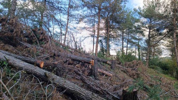 PAYAS KIRSALI ORMANLIK ALANDA 20 ADET KIZILÇAM AĞACI KESİLMİŞ HALDE BULUNDU