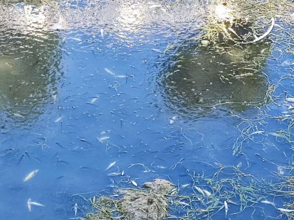 KURAKLIK VE KİRLİLİK NEDENİYLE SULAMA KANALINDAKİ YÜZLERCE BALIK TELEF OLDU