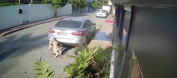 KÖPEĞİ SİLAHLA VURAN EMEKLİ POLİS İÇİN 4 YILA KADAR HAPİS TALEBİ