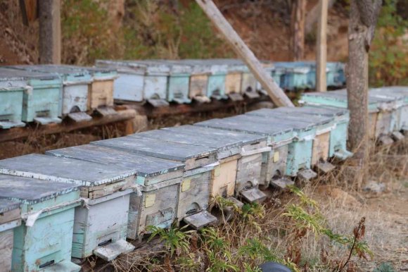 ADANA’DA SICAKLIK DÜŞMEYİNCE ARILAR KIŞLAMA İÇİN KOVANLARA GİRMEDİ