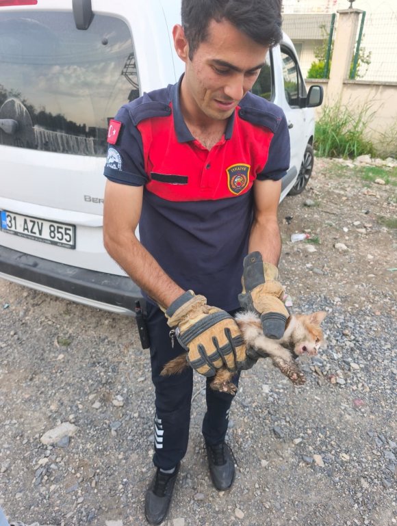 ARSUZ’DA ARACIN KAPUTUNA GİREN KEDİYİ İTFAİYE KURTARDI