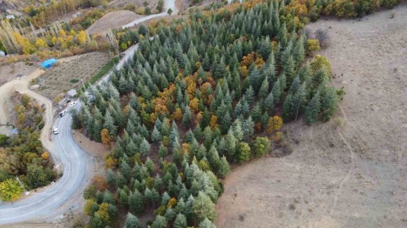 ADANA’DA 37 YIL ÖNCE KÖYLÜLERİN DİKTİĞİ FİDANLAR ORMANA DÖNÜŞTÜ