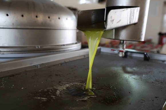 ADANA’DA ZEYTİNİN YAĞ YOLCULUĞU BAŞLADI