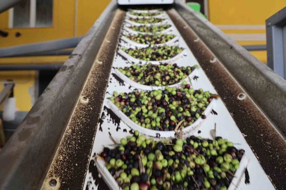 ADANA’DA ZEYTİNİN YAĞ YOLCULUĞU BAŞLADI