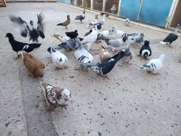 İKİ AYAĞINI KAYBETTİ, GÜVERCİNLERLE HAYATA BAĞLANDI