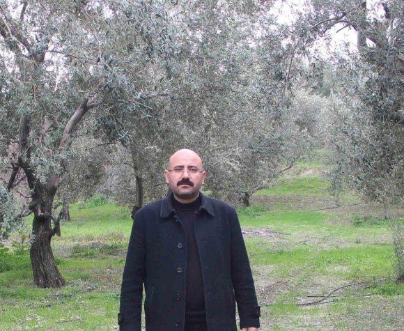 MUT’DA BU YIL 120 BİN TON ZEYTİN REKOLTESİ BEKLENİYOR