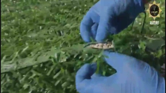 BİNLERCE UYUŞTURUCU HAPI YAPAY ÇİMİN İÇERİSİNE SAKLADILAR