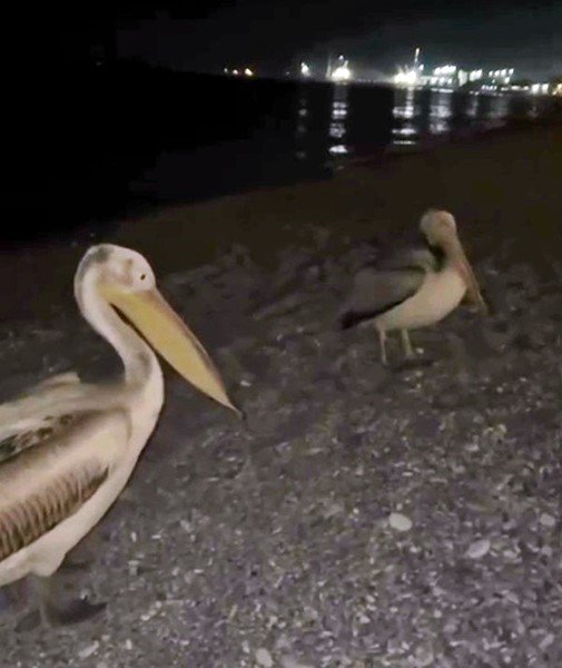DÜNYACA ÜNLÜ SAHİLDE PELİKAN ŞAŞKINLIĞI