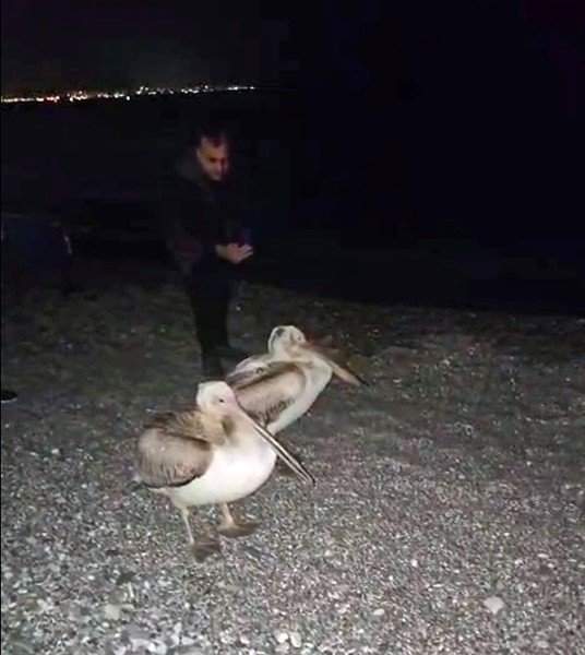 DÜNYACA ÜNLÜ SAHİLDE PELİKAN ŞAŞKINLIĞI