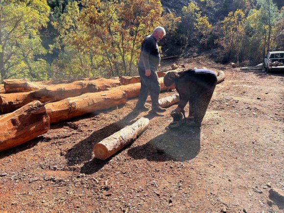 KARI-KOCA 35 YILDIR ORMANLARDA DAMGALANAN AĞAÇLARI KESİYORLAR