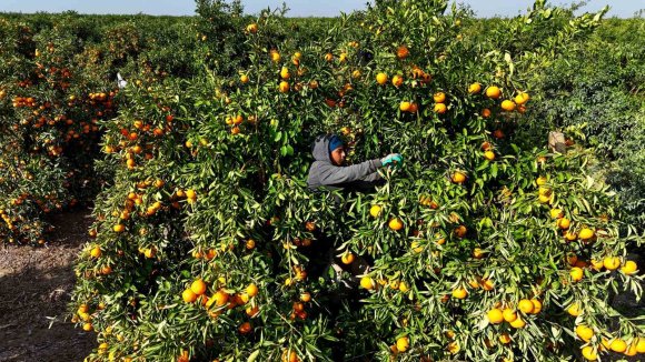 TARIM İŞÇİLERİNİN GREVİ MANDALİNAYI DALINDA BIRAKTI: KİLOSU 3 LİRAYA KADAR GERİLEDİ