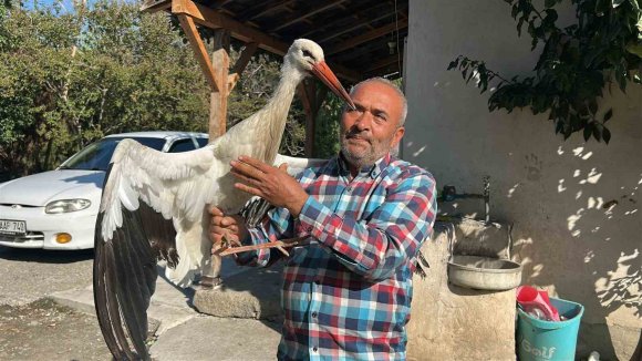 KÜMESTE TAVUKLARLA BİRLİKTE YAŞAYAN LEYLEK, BALIKLA BESLENİYOR