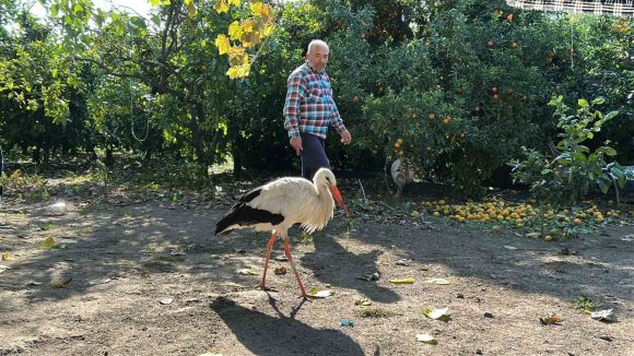 KÜMESTE TAVUKLARLA BİRLİKTE YAŞAYAN LEYLEK, BALIKLA BESLENİYOR