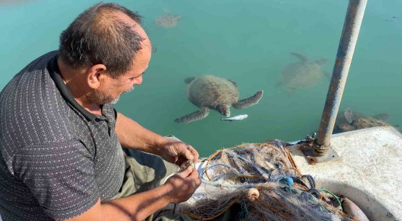 BALIKÇILARIN DOSTU: GÖÇ ETMEYEN CARETTA CARETTALAR LİMANI MESKEN TUTTU