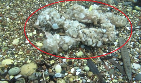 SİGARA İZMARİTLERİ DENİZDE PAMUK TARLASINA DÖNÜŞTÜ