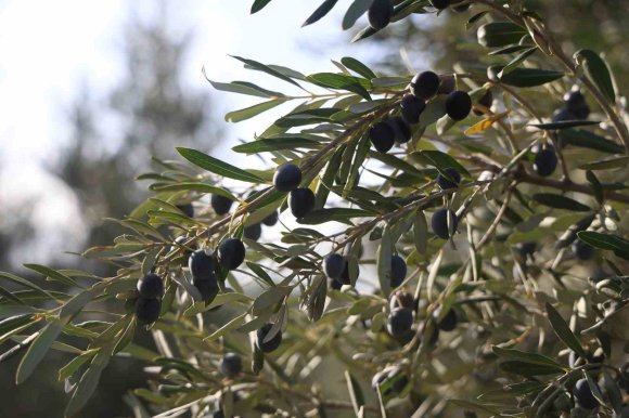 HATAY’DA 17 MİLYON 102 BİN AĞAÇTA, 201 BİN TON ZEYTİN REKOLTESİ BEKLENİYOR