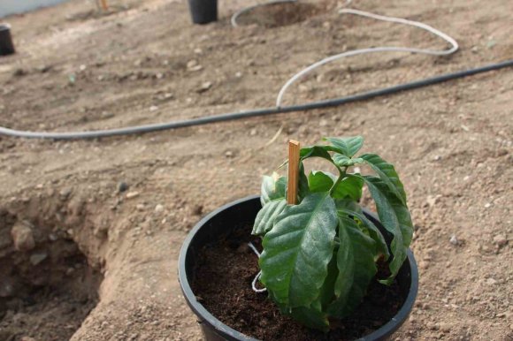 KAHVE SADECE ADIYLA DEĞİL ÜRETİMİYLE DE TÜRK OLACAK