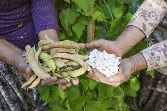 MERSİN’DE ATALIK TOHUMLAR GELECEK NESİLLERE AKTARILIYOR