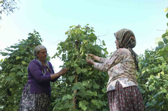 MERSİN’DE ATALIK TOHUMLAR GELECEK NESİLLERE AKTARILIYOR