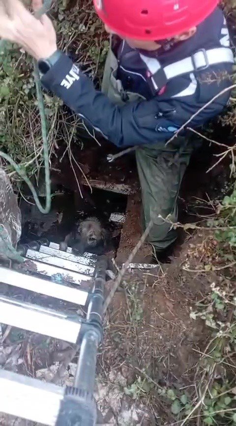 FOSEPTİK ÇUKURUNA DÜŞEN KÖPEĞİ İTFAİYE KURTARDI
