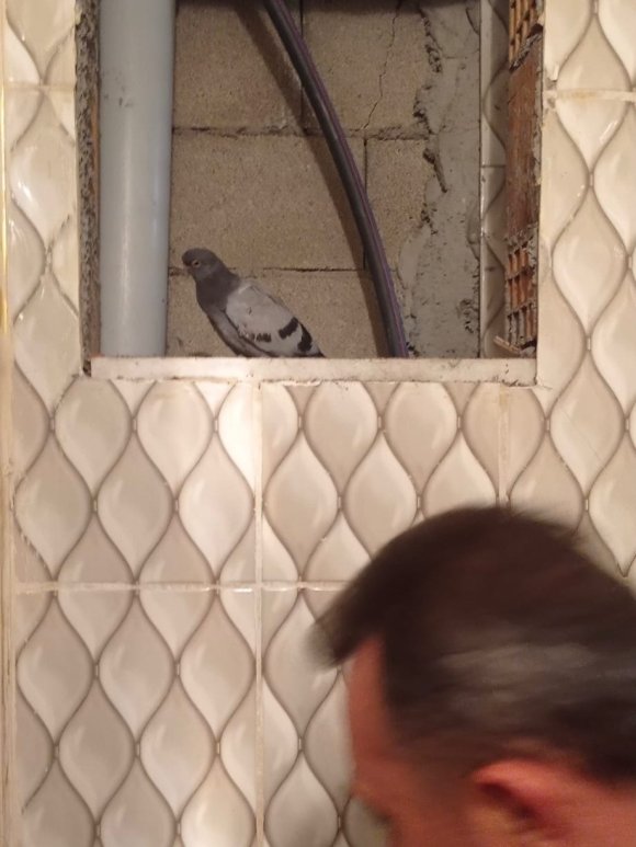 İSKENDERUN’DA İTFAİYE EKİPLERİNDEN GÜVERCİN KURTARMA OPERASYONU