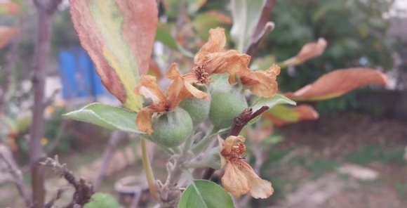 KASIM AYINDA ELMA AĞACI ÇİÇEK AÇIP MEYVE VERDİ