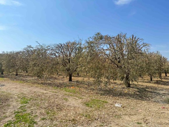 YÜREĞİR ZİRAAT ODASI BAŞKANI DOĞAN: "GREYFURT ÜRETİCİLERİ DE DESTEK PROGRAMINA ALINMALI"