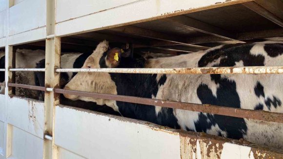 BURDUR’DA ŞAP KARANTİNASINDAKİ KÜPESİZ HAYVAN TAŞIYAN BESİCİYE 170 BİN LİRA CEZA